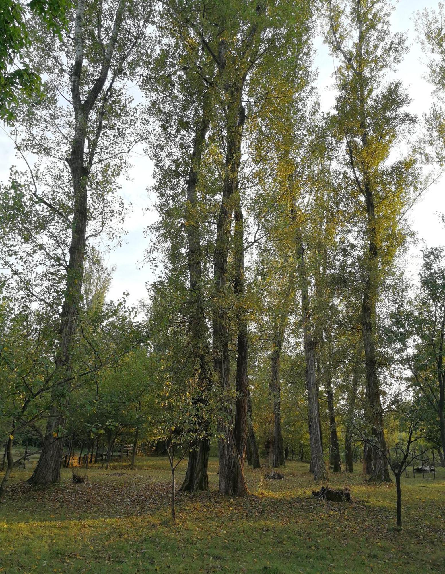 Casa De Vacanta Alina Prundul Birgaului Dış mekan fotoğraf